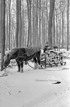 Fohlenkoppel: Landwirt Thomas Isenberg transportiert mit dem Schleswiger Kaltblutpferd Holz im Winter aus dem Wald ab