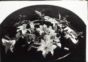 Blumenstilleben (Clematis in einer Glasschale)