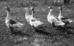 Gänse. Gruppe von Gänsen auf einer Wiese