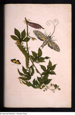 Ricinus Americanus perennis, Cyllopoda jatropharia, Cocytius antaeus Drury, Abbildung XXXVIII (Baumwollblatt - Jatropha, Mimikryfalter und Antaeusschwärmer)