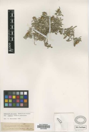Odontospermum daltonii Webb