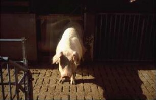 Fotografie: Mastschwein, Vollspaltenboden