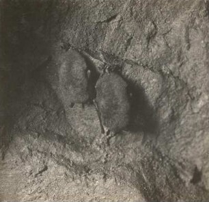 Wasserfledermaus (Myotis daubentonii KUHL.) und Kleine Bartfledermaus (Myotis mystacinus KUHL.), im Winterschlaf