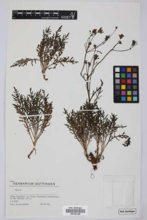 Tolpis spec.