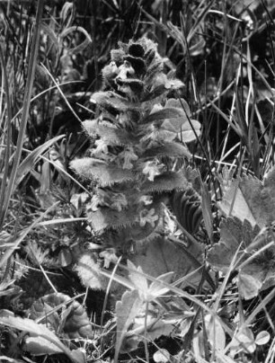 Pyramiden-Günsel (Ajuga pyramidalis), Pflanzenart aus der Familie der Lippenblütler (Lamiaceae)