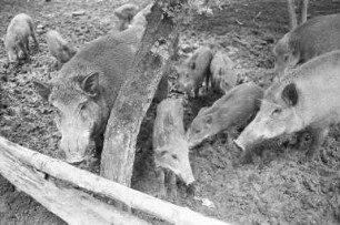 Wildschweine im Tierpark Oberwald