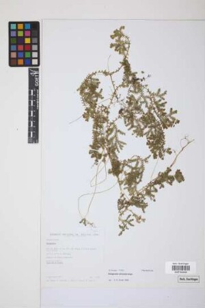 Selaginella silvestris Aspl.
