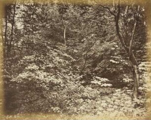 Mittelgrundstudie: Waldinneres