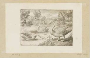 Drei Singschwäne, Blatt 14 der Folge "Vögel"