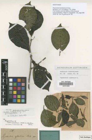 Psychotria forsteriana A.Gray