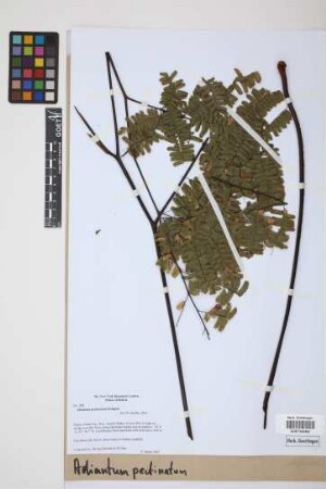 Adiantum pectinatum Kunze & Ettingsh.