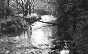 Triebischtal-Tanneberg. Triebisch oberhalb des Wehrs der Dammmühle