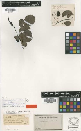 Tecoma spiralis Wright ex Griseb. [holotype]