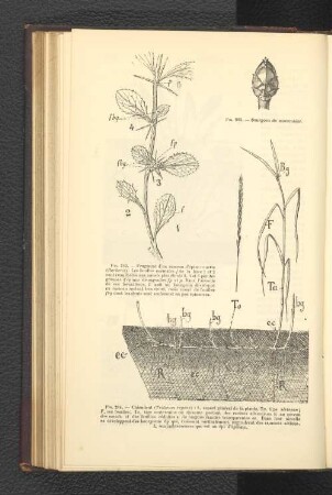 Fig. 262. - Fragment d'un rameau d' epine-vinette (Berberis).