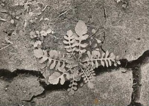 Echte Brunnenkresse oder Brunnenkresse (Nasturtium officinale), auch Wasserkresse
