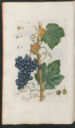 337. Vitis vinifera