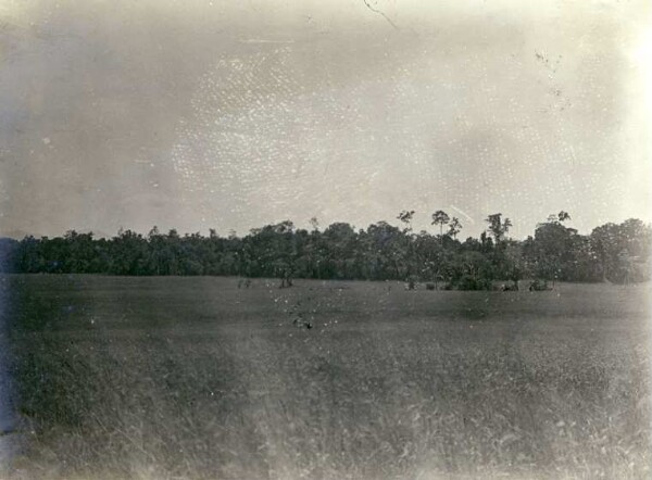 "La forêt d'Uaigagim"