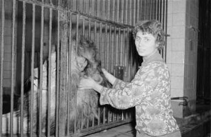 Reportage "Der Zoo wintert sich ein". Tierpflegerin am Löwenkäfig
