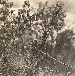 Strauch-Birke (Betula humilis), auch Niedrige Birke