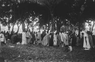 Rituelles Gebet : Muslime beim rituellen Gebet - Salāt - in einem Mangohain.