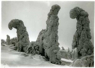 Fichten gebeugt unter Neuschnee und Raufrost im Kammgebiet des Erzgebirges