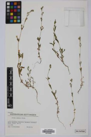 Silene apetala apetala Willd.