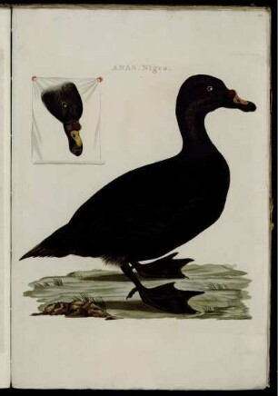 Anas, Nigra. [bis] Alauda Cristata et Arborea.