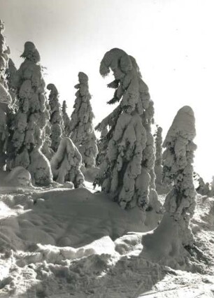 Osterzgebirge. Verschneite Fichten auf dem Kahleberg