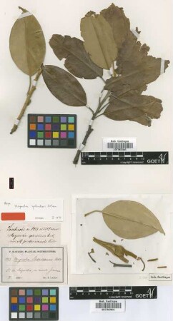Magnolia splendens Urb. [type]