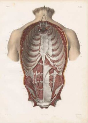 Periphere Anastomose