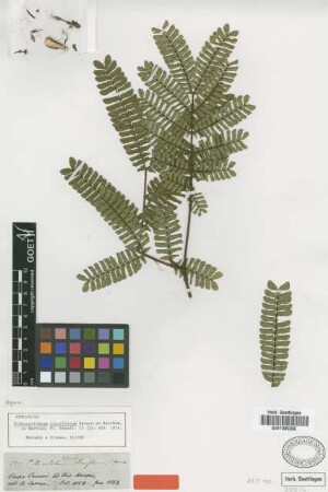 Pithecellobium claviflorum Spruce ex Benth. [syntype]