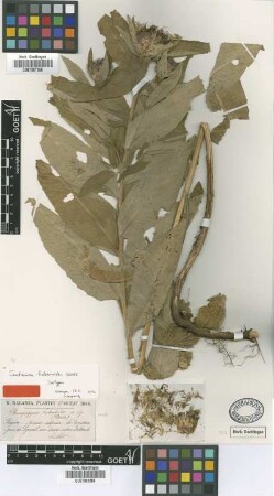 Phaeopappus helenioides Boiss. [type]