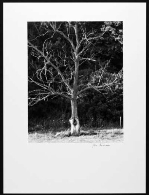 Alter Baum bei Gönnersdorf