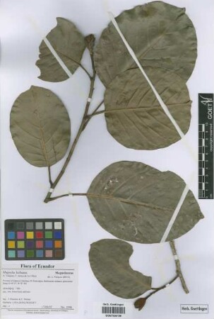 Magnolia kichuana[paratype]