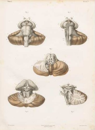 Aufbau des Pons und des Kleinhirns