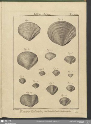 Pl. 290. Telline. Tellina