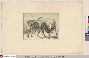 [Zwei kämpfende Ochsen; Two Oxen Fighting]