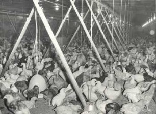 Geflügelhaltung in der Oberlausitz : Land- und Viehwirtschaft - Geflügelzucht. Ort: Hornja Łužica / Oberlausitz. Hühnerzucht