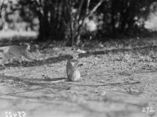 Meerkatzen : Zwei Meerkatzen