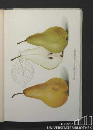 4. Bosc's Flaschenbirne.