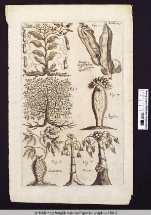 Verschiedene Pflanzendarstellungen mit lateinischer Bezeichnung.
