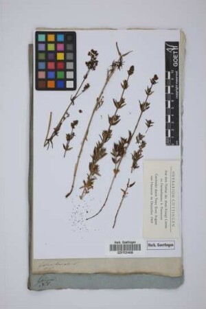 Galium boreale L.