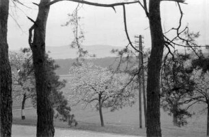 Jugenheim: Kiefernstämme und Blütenbaum