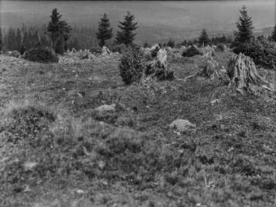 Gerodeter Wald : Blick über eine gerodete Waldfläche mit jungen Bäumen