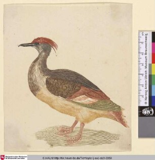 [Gänsesäger (Mergus merganser)]