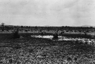 Landschaft des Pantanal : Typische Landschaft des Pantanal.