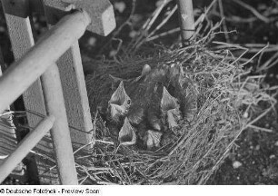Jungvögel im Nest
