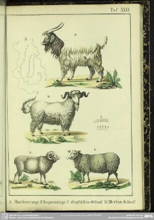 A. Kaschmirziege. B. Angoraziege. C. Englisches-Schaaf. D. Merino-Schaaf
