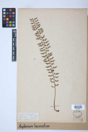 Asplenium laciniatum D.Don