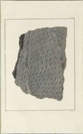 Tab. LVII.